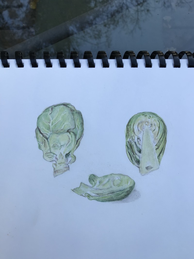 brussel-sprouts-brassica-oleracea-gemmifera
