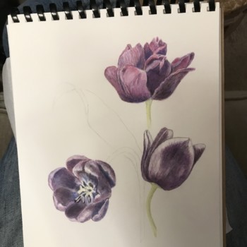 black-tulips