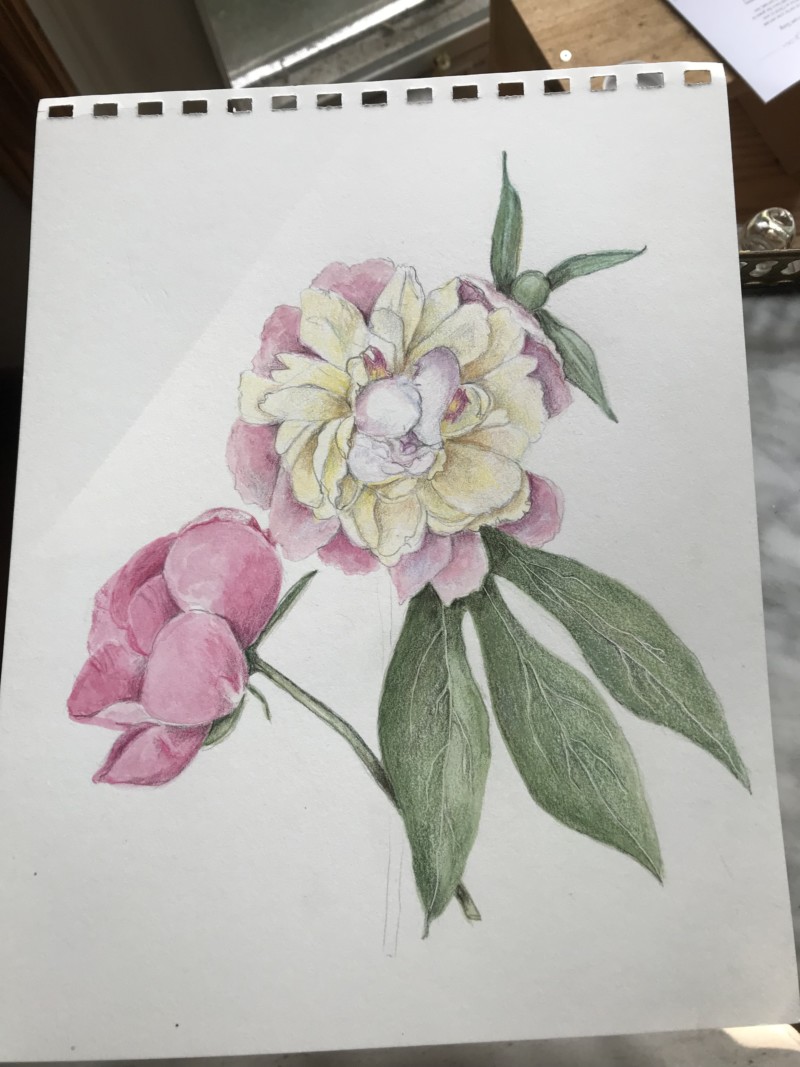 peony