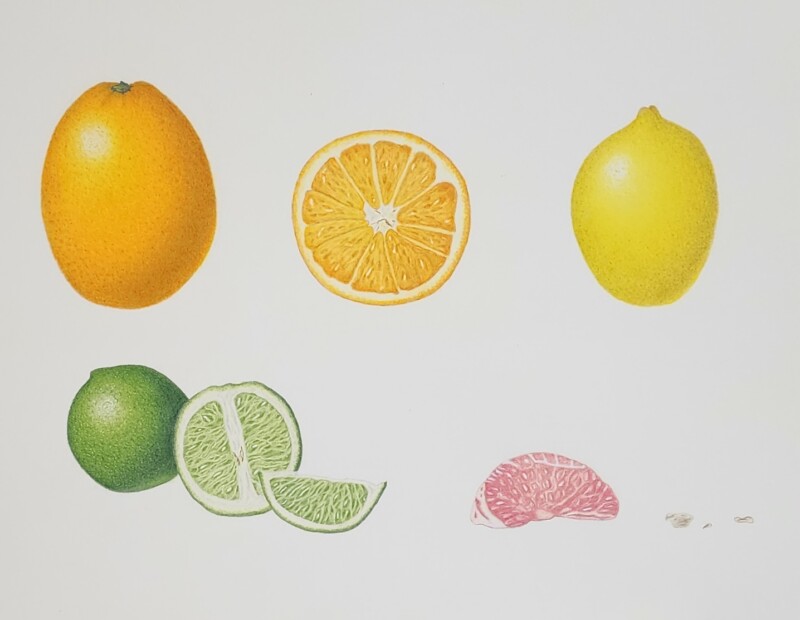 pobd-l4-citrus