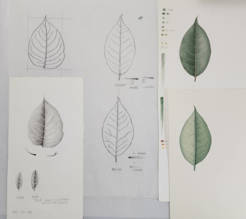 pobd-l3-leaves