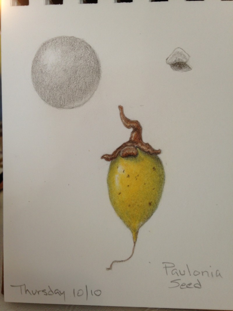 paulownia-seed