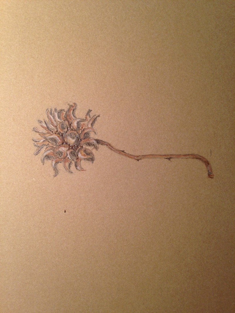 sweet-gum-seed-pod