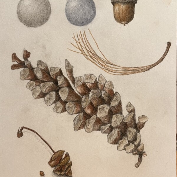 Study sheet