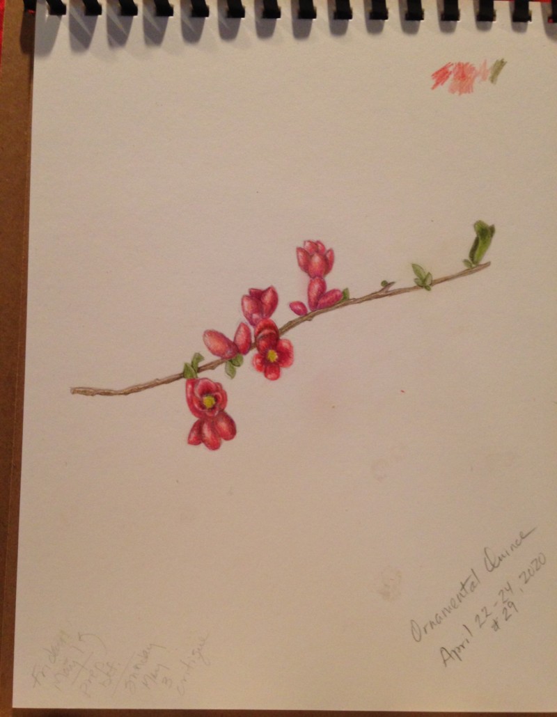 ornamental-quince