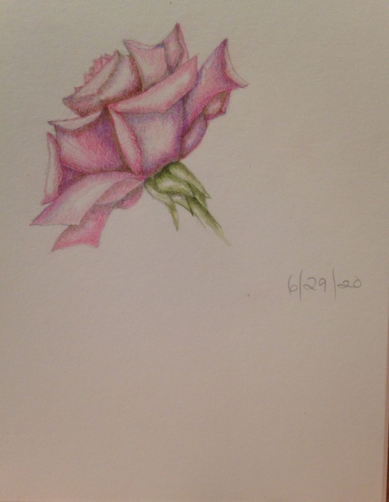 my-first-rose
