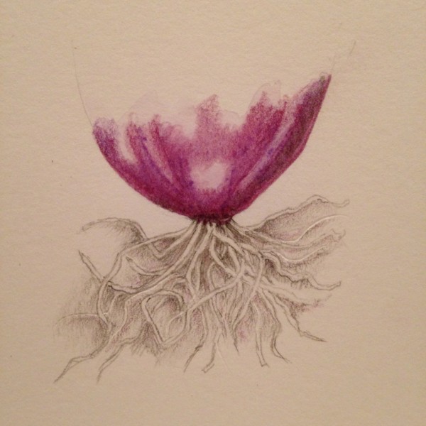 Roots study-spring onion
