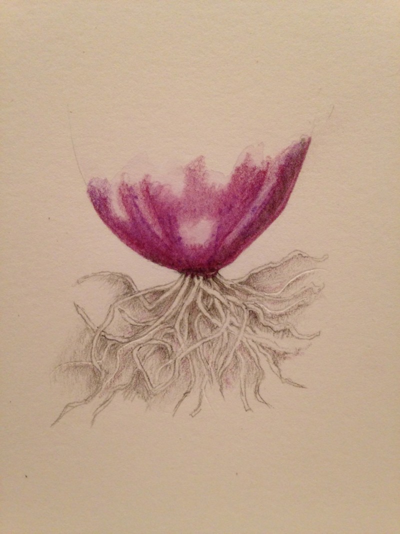 roots-study-spring-onion