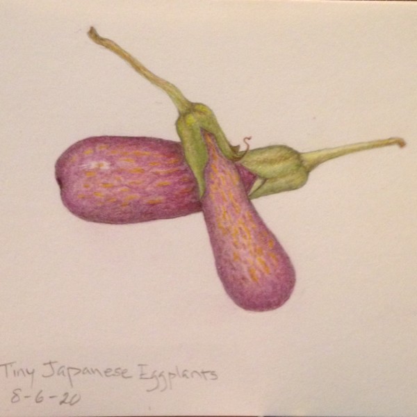 Tiny Japanese Eggplants 