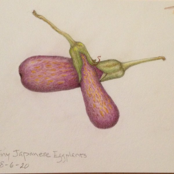 Tiny Japanese Eggplants 2
