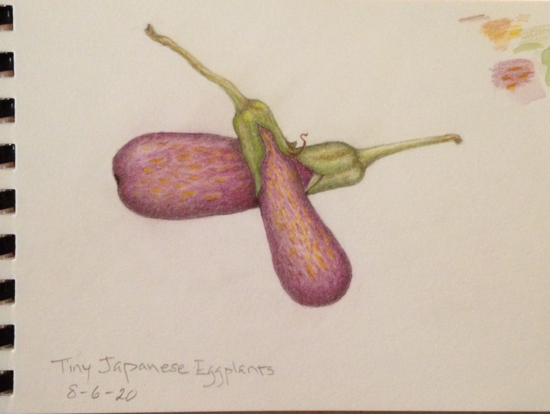 tiny-japanese-eggplants-2