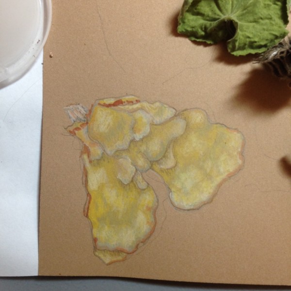 Chicken of the woods mushroom