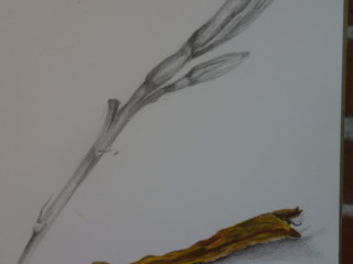 Day lily bud:dead flower