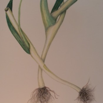 scallions