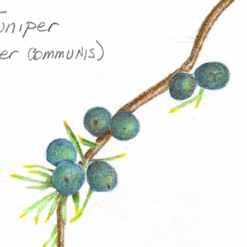 juniper