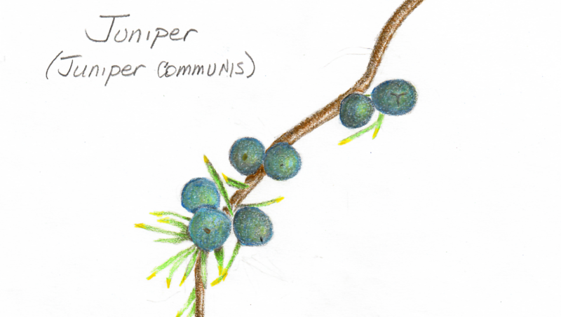 juniper