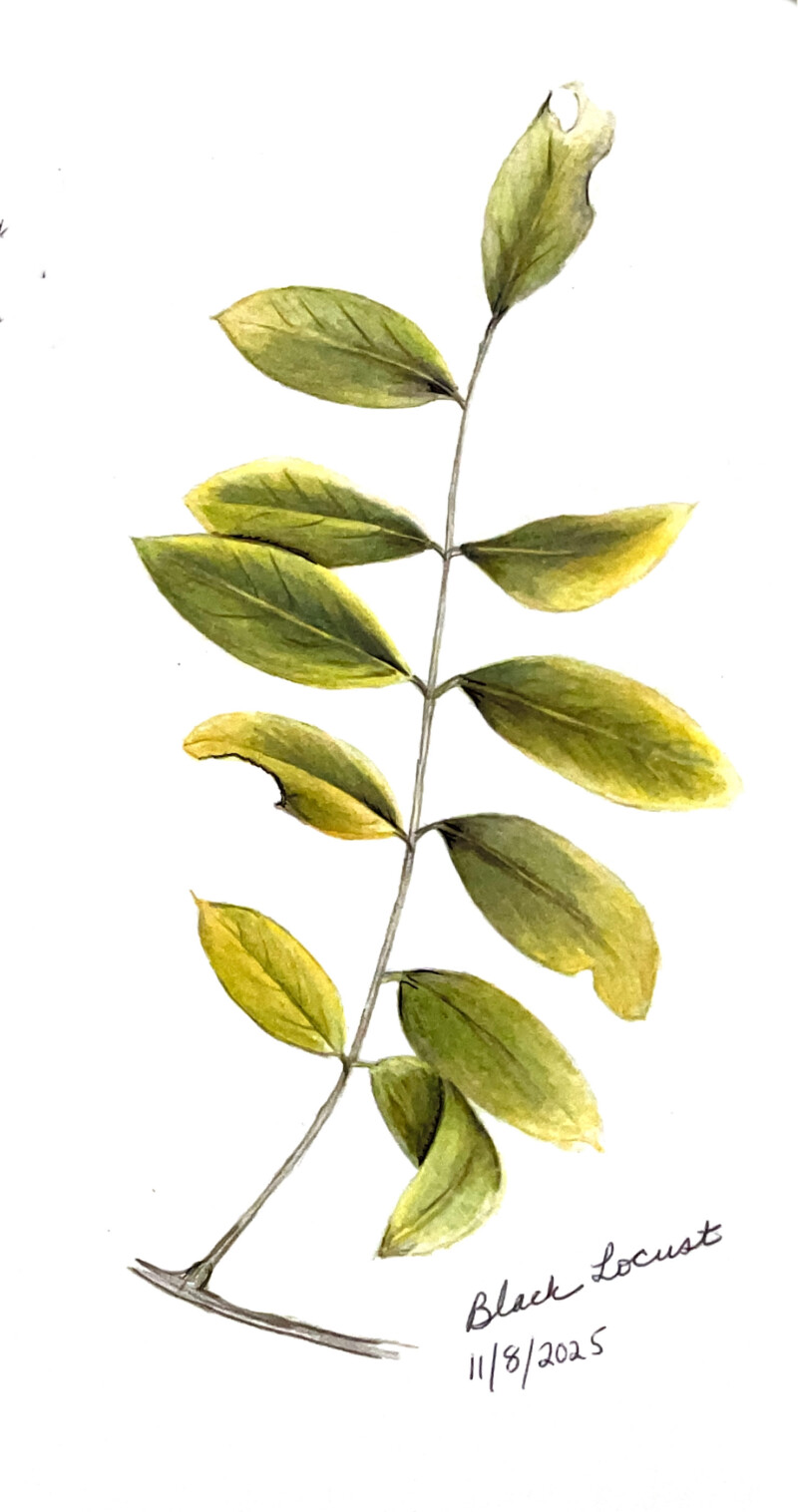 black-locust-leaf