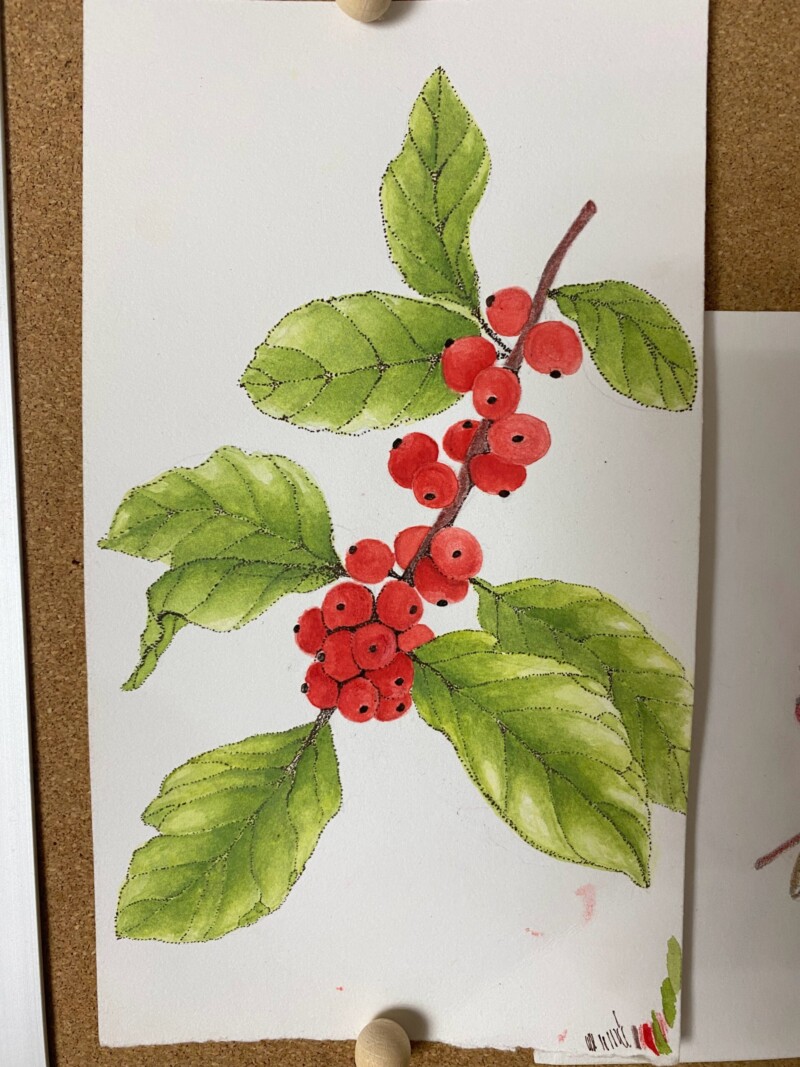 ilex-berries