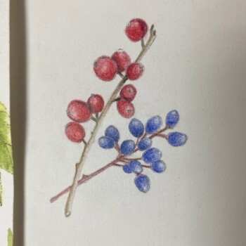 winter-berries-4