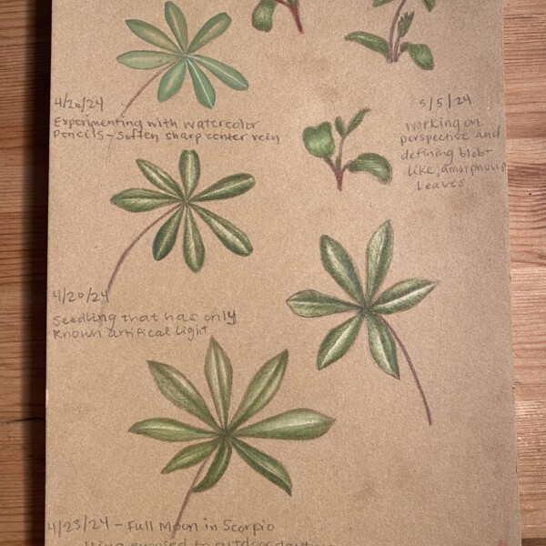 Lupine seedling progress 2