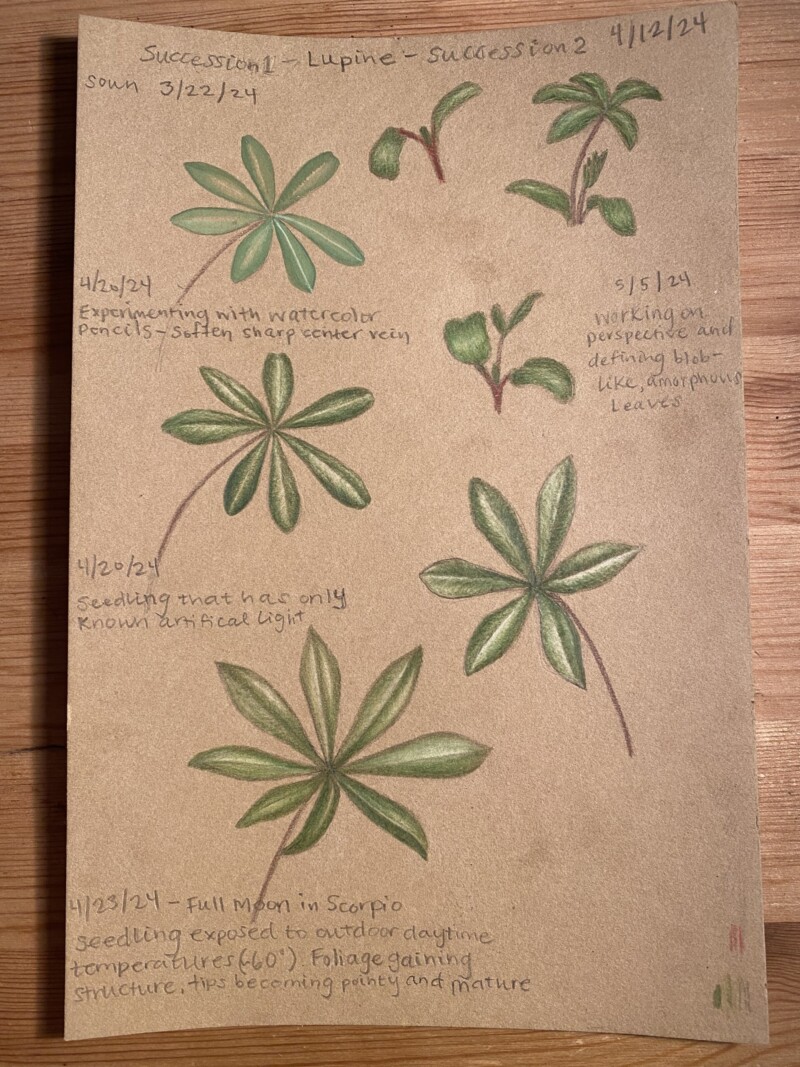 lupine-seedling-progress-2