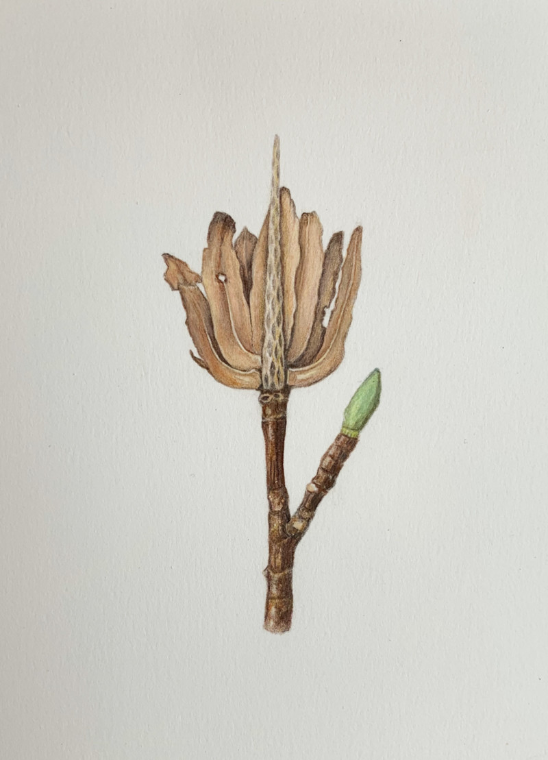 tulip-tree-seed-pod