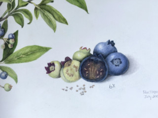 2018 Blueberries Zoom