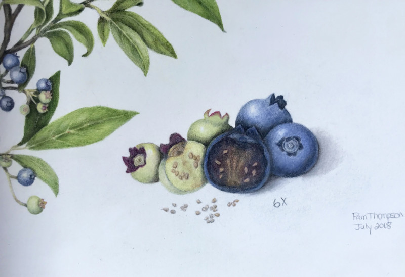 2018-blueberries-zoom