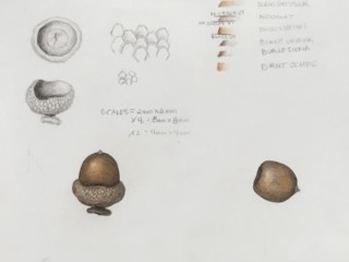 acorn_2018_05