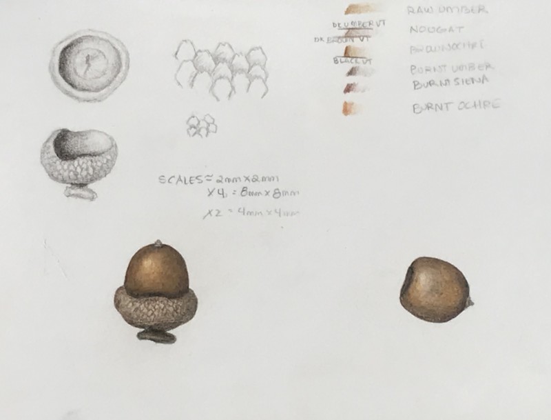 acorn_2018_05