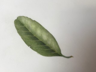 leaf_2018_05