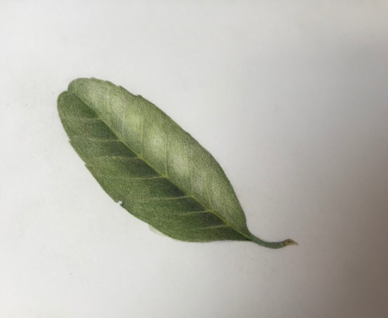 leaf_2018_05