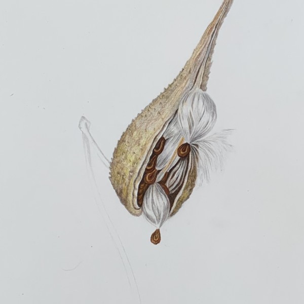 milkweed seed pod