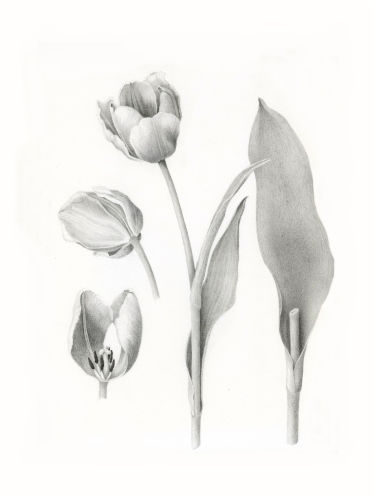 nybg-dr3-tulip