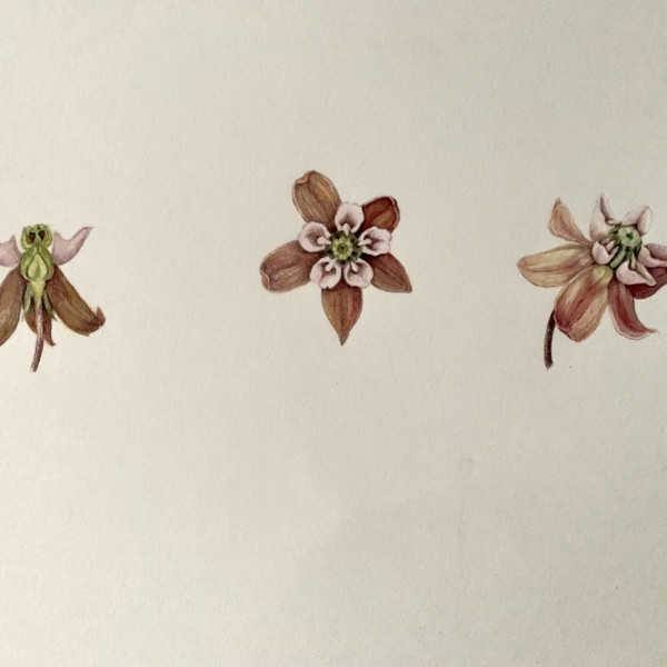 Part of a comment to milkweed drawing thread below