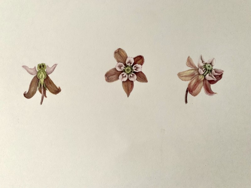 part-of-a-comment-to-milkweed-drawing-thread-below