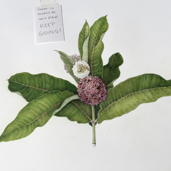 Milkweed progress