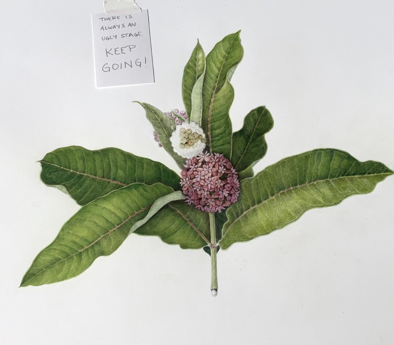 milkweed-progress