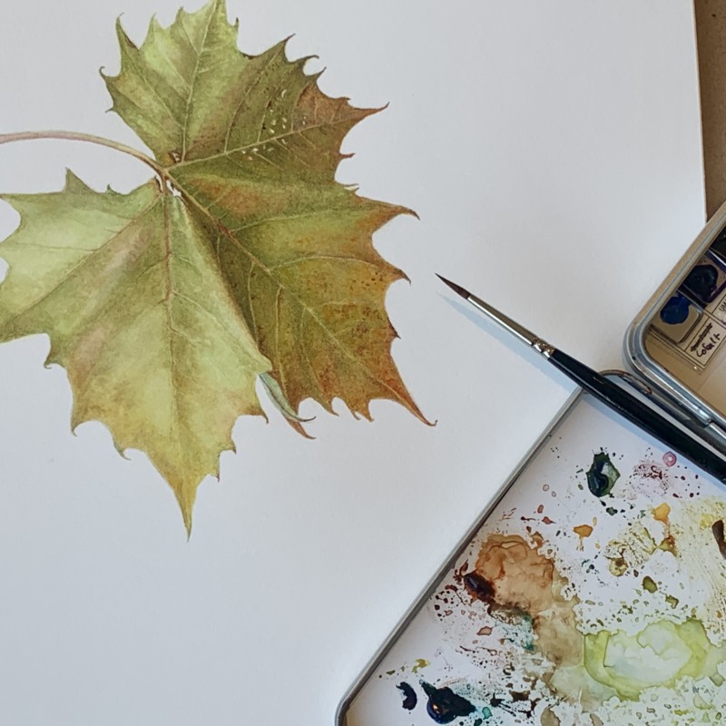 american-sycamore