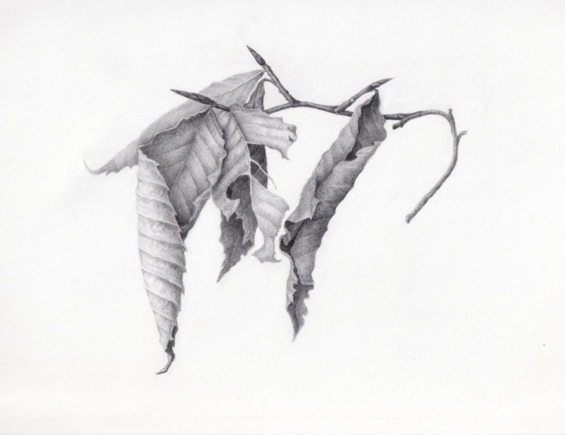 beech-tweaked