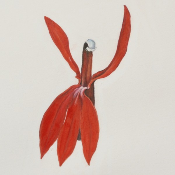 Cardinal Flower Study Enlarged