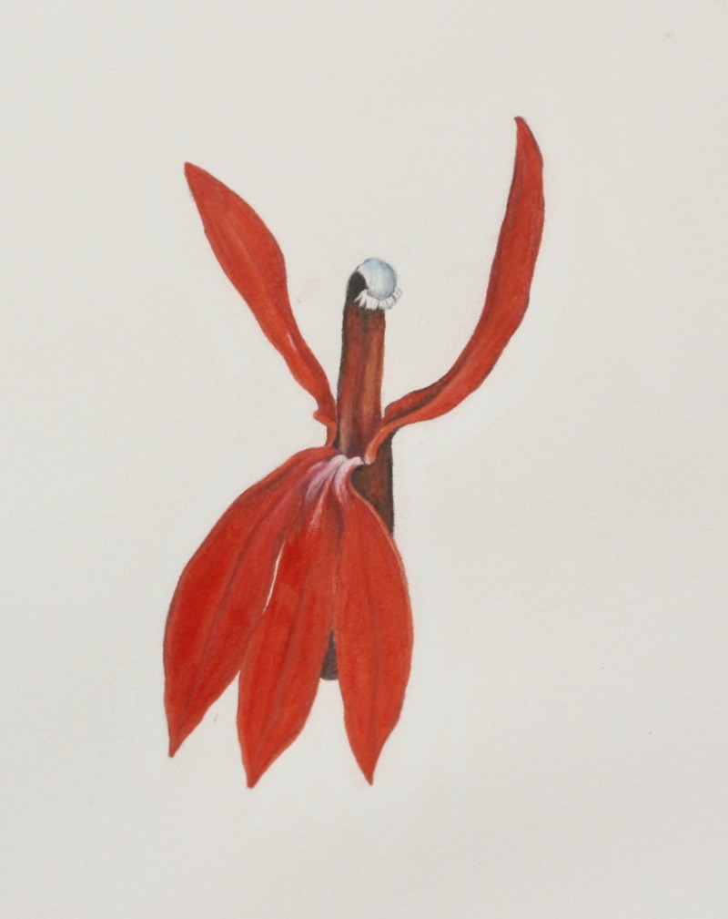 cardinal-flower-study-enlarged