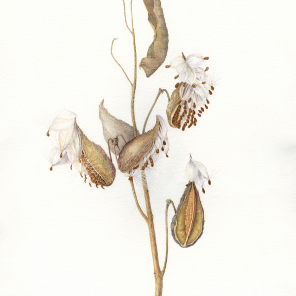 Milkweed WIP