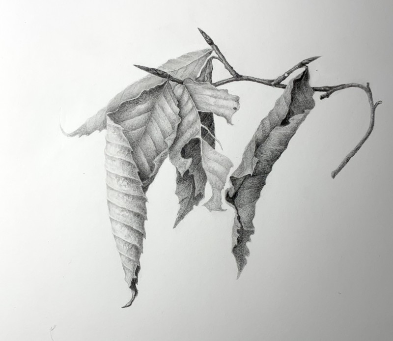 american-beech-in-winter