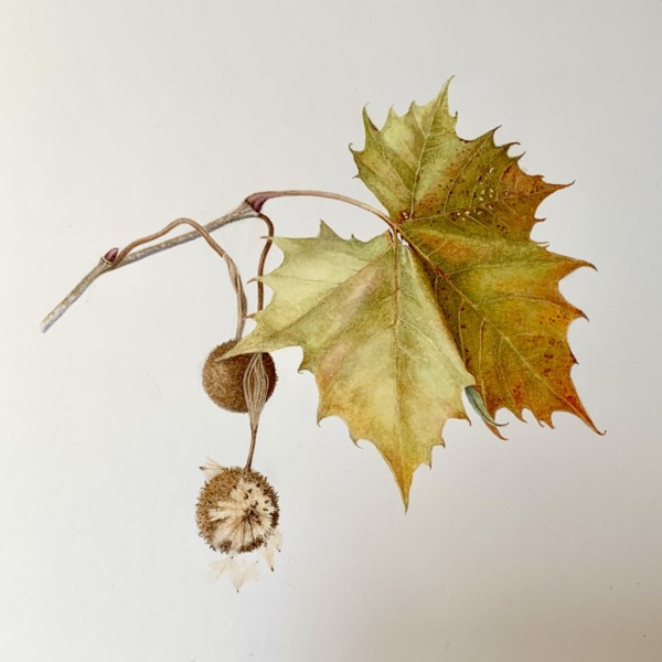 American Sycamore leaf and fruit