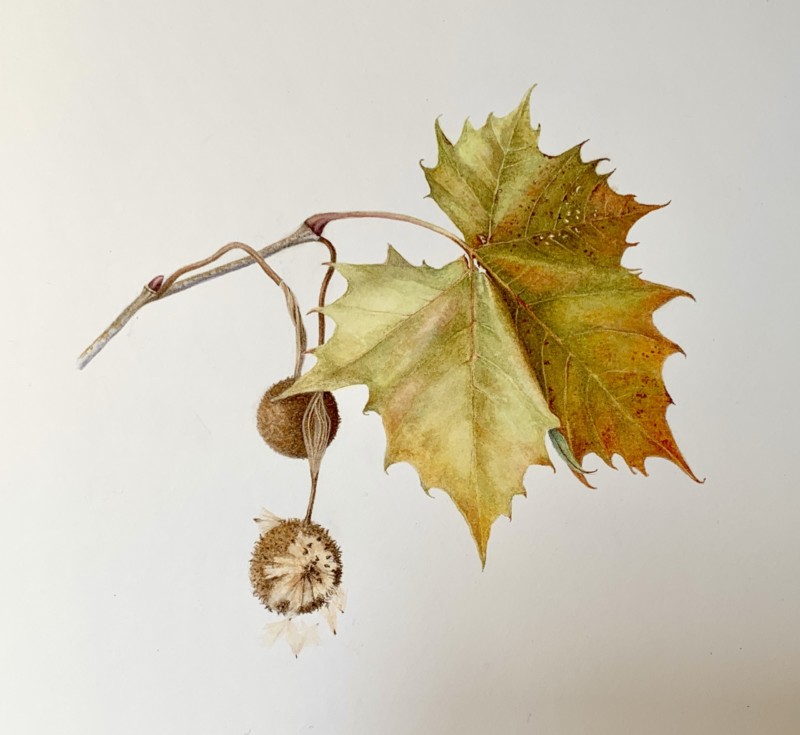 american-sycamore-leaf-and-fruit