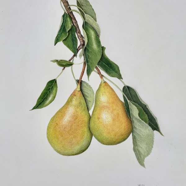 Pears var Sunrise From Manoffs 2019