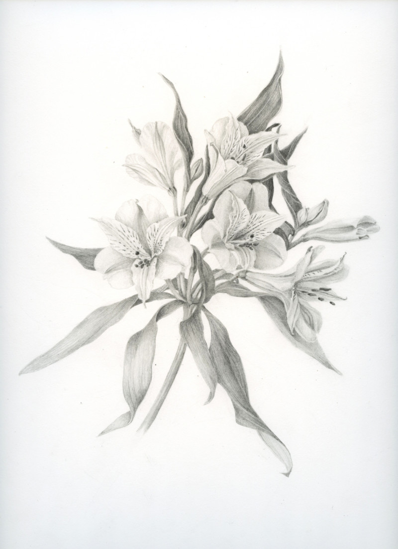 alstroemeria