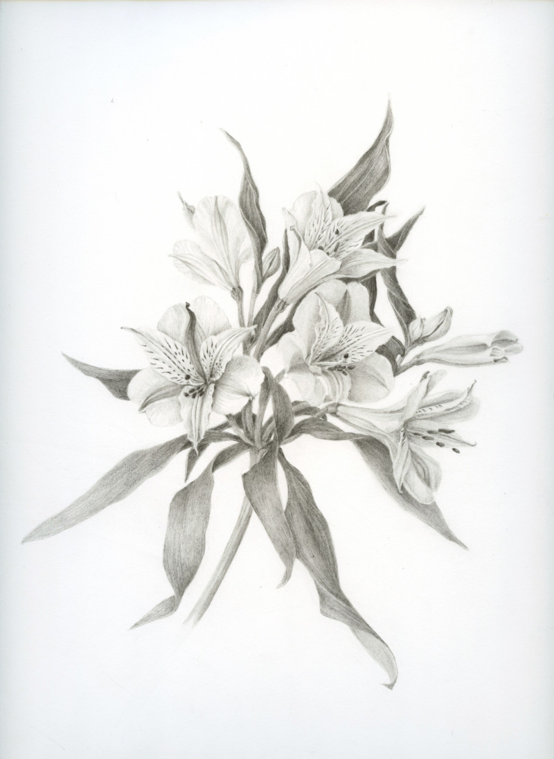 alstroemeria-2nd-try