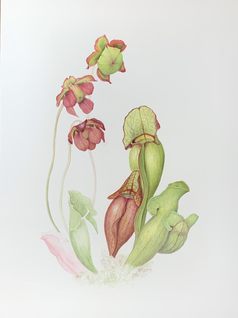 wip-pitcher